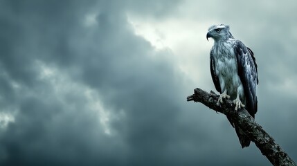 Fototapeta premium Majestic Hawk Perched on Branch Against Stormy Sky