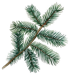 PNG Detailed evergreen tree branch illustration