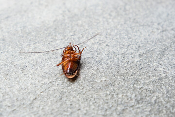 Dead cockroach on the floor
