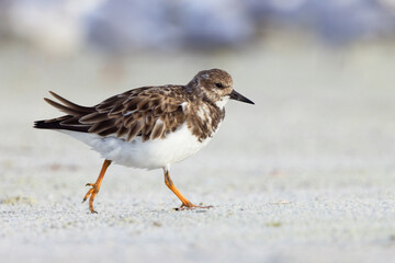A ruddy turnstone (Arenaria interpres) — a cute bird on the beach — at north Lido Key, Florida
