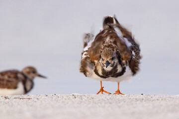 A ruddy turnstone (Arenaria interpres) — a cute bird on the beach — fluffing up its feathers at north Lido Key, Florida