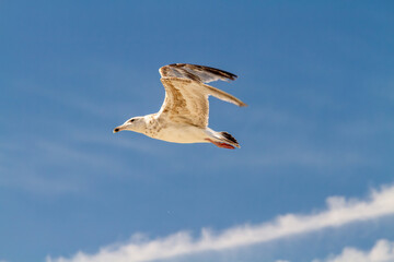 A graceful seagull against a soft blue sky, wings outstretched, gliding effortlessly with bright fluffy clouds forming a soft, picturesque background.