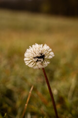 Frozen dandelion in the grass