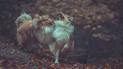 2 schöne rough Collies sable white Langhaar britisch spielen im Lauf miteinander outdoor im...