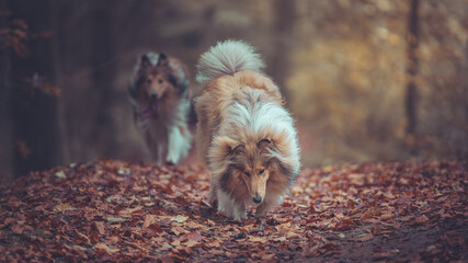 Fototapeta premium 2 schöne rough Collies sable white Langhaar britisch spielen im Lauf miteinander outdoor im goldenen Herbst Wald Var. 2