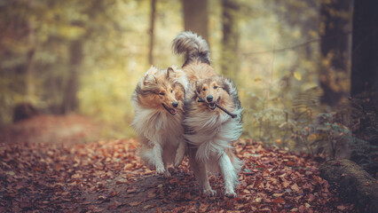 2 schöne rough Collies sable white Langhaar britisch spielen im Lauf miteinander outdoor im goldenen Herbst Wald  Var. 1