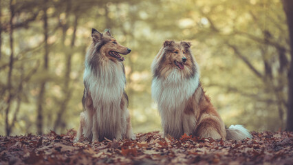 2 schöne rough Collies sable white Langhaar britisch sitzen outdoor im goldenen Herbst Wald Var. 3