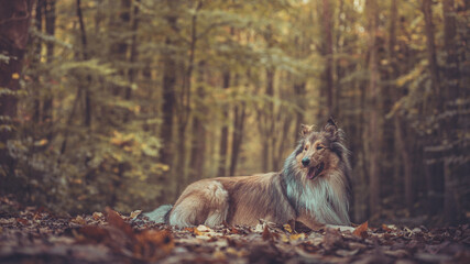 Portrait schöne rough Collies dark sable white Langhaar schottisch liegt outdoor im goldenen...