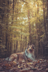 Portrait schöne rough Collies dark sable white Langhaar schottisch liegt outdoor im goldenen Herbst Wald Var. 1