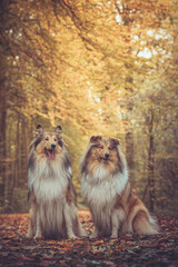 2 schöne rough Collies sable white Langhaar britisch sitzen outdoor im goldenen Herbst Wald Hochformat Var. 2