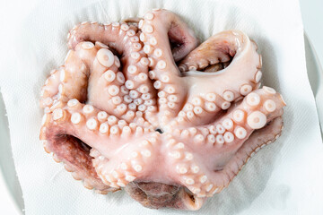 octopus on a white background. fish products for restaurants and markets