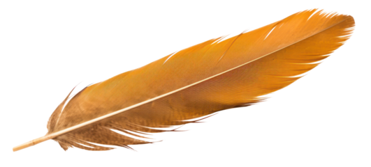 PNG Hawk feather white background lightweight accessories.