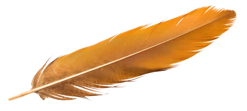 PNG Hawk feather white background lightweight accessories.