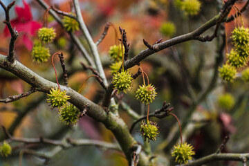 Sweetgum, liquidambar tree or copalm balsam with fall foliage and seeds, altingiaceae