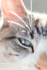 white cat and its blue eye