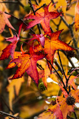 Sweetgum, liquidambar tree or copalm balsam with fall foliage and seeds, altingiaceae