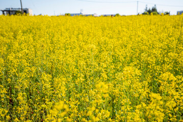 Obraz premium 権現堂堤の菜の花畑 埼玉県幸手市権現堂公園