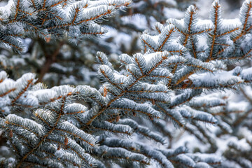 Close-up of pine branches covered with fresh snow