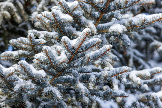 Close-up of pine branches covered with fresh snow