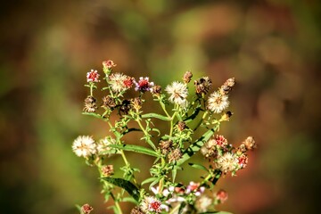 bee on flowers