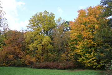 autumn leaves on the ground