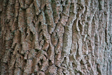 bark of a tree