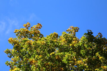 Fototapeta premium yellow flowers against blue sky