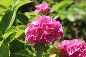 Pink Hydrangea