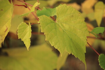 autumn leaves on a tree