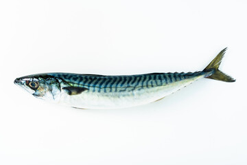 group of mackerel on white. Scomber scombrus. macro
