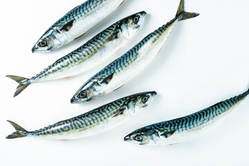 group of mackerel on white. Scomber scombrus. macro