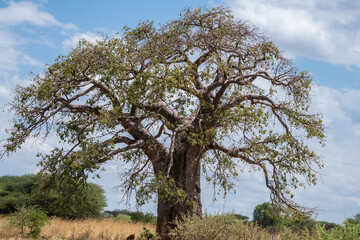 Tall African baobab that has many branches, nature of Tanzania
