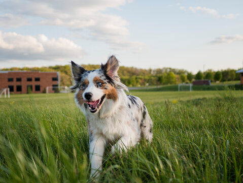 USA, Virginia, Blacksburg, Blue merle Australian Shepherd running in grassy field