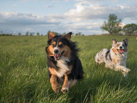 USA, Virginia, Blacksburg, Two Australian Shepherds running in grassy field - Powered by Adobe