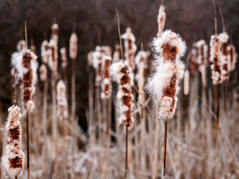 USA, Virginia, Blacksburg, Close-up of dried cattails in winter