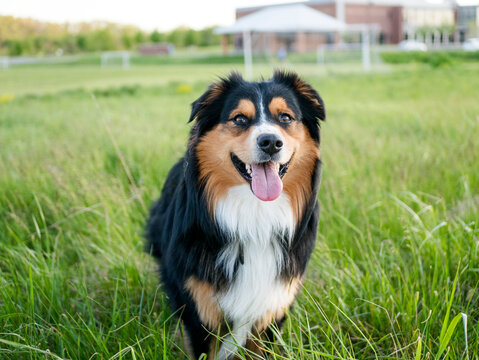 USA, Virginia, Blacksburg, Black Tri Australian Shepherd sitting in grassy field