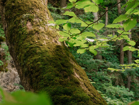 USA, Virginia, Blacksburg, Moss covered tree trunk in forest - Powered by Adobe