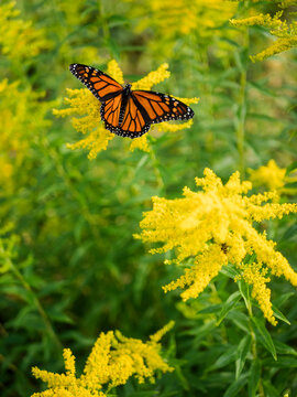 USA, Virginia, Blacksburg, Monarch butterfly on goldenrod