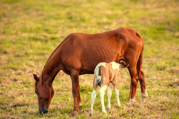 Obraz premium a field with a mare and a foal nursing