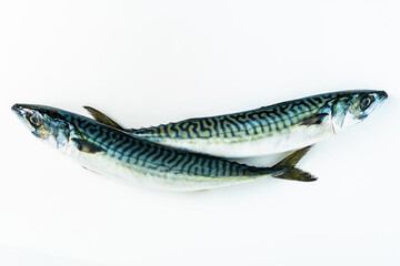group of mackerel on white. Scomber scombrus. macro