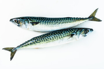 group of mackerel on white. Scomber scombrus. macro