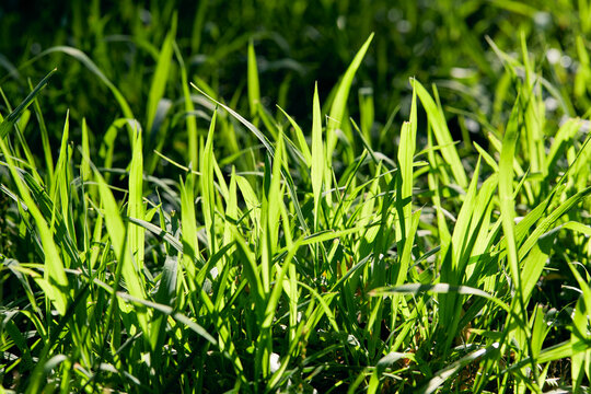 USA, New York State, New York City, Close-up of blades of grass in sunlight