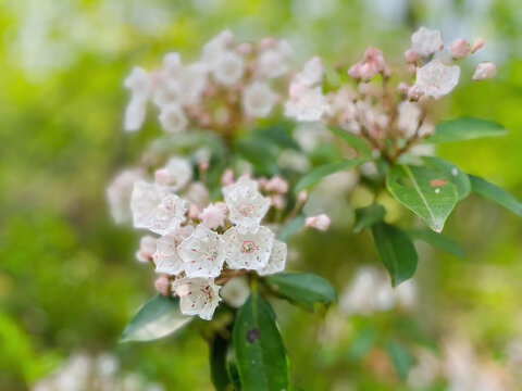 USA, Virginia, Blacksburg, Close-up of mountain laurel flowers and leaves