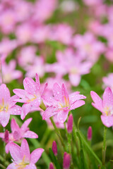pink flowers in the garden