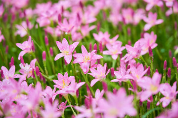pink flowers in the garden