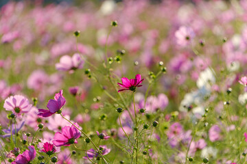 Obraz premium Field of Blooming Cosmos Flowers in Soft Sunset Light