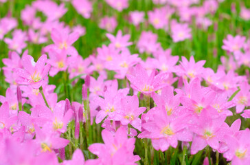 pink tulips in the garden