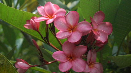 Blooming pink frangipani flowers in the garden. Plumeria flowers.