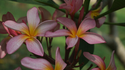 Blooming pink frangipani flowers in the garden. Plumeria flowers.