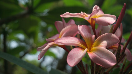 Blooming pink frangipani flowers in the garden. Plumeria flowers.